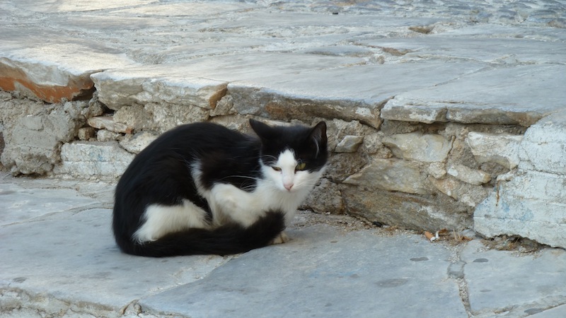 Syros cat 5.JPG